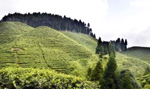 Mirk Tea Garden