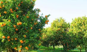 Orange Orchard