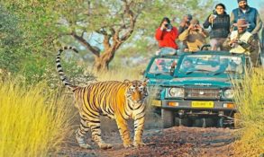 Ranthmbore National Park