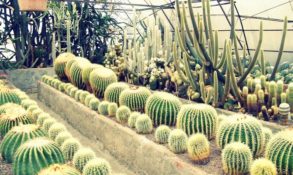 Cactus Nursery