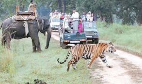 Jungle Safari in Jim Corbett