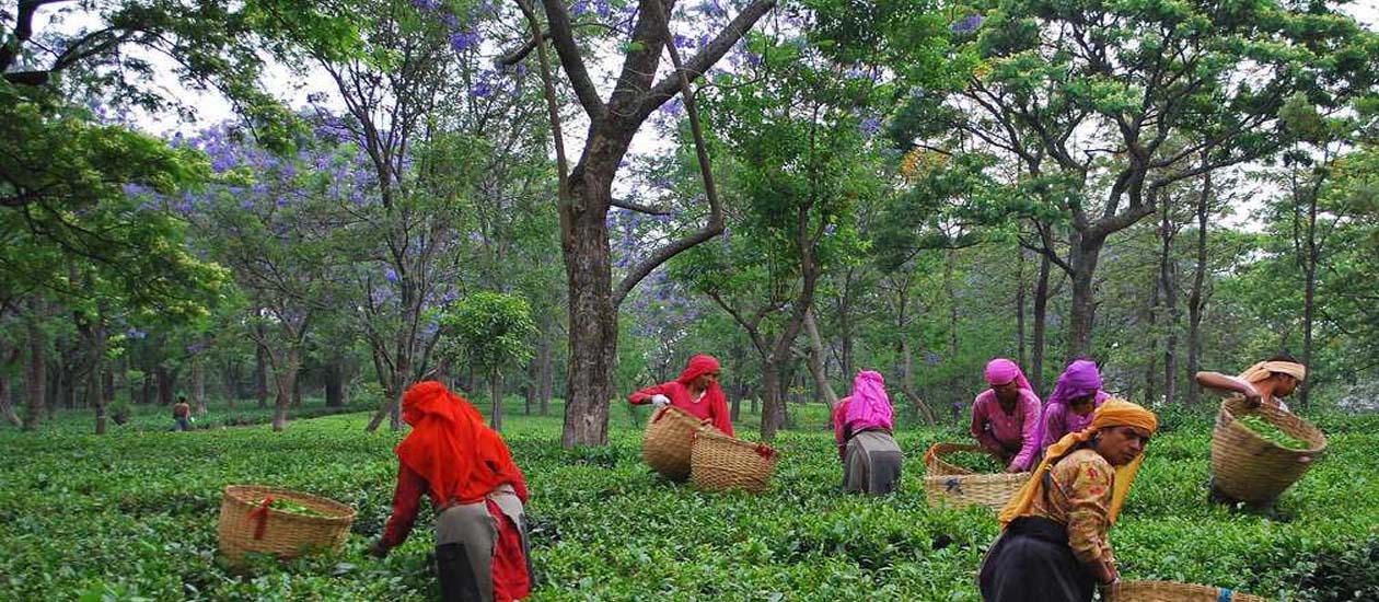 Bir Tea Factory