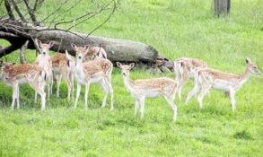 Umaid Garden Zoo