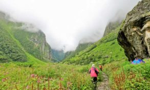 फूलों की घाटी Valley of Flowers National Park