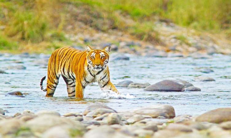 jim corbett