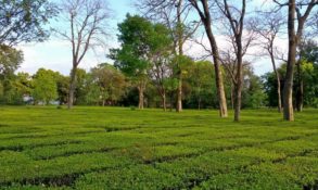 Tea Gardens