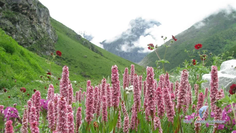 valley-of-flowers-in-July