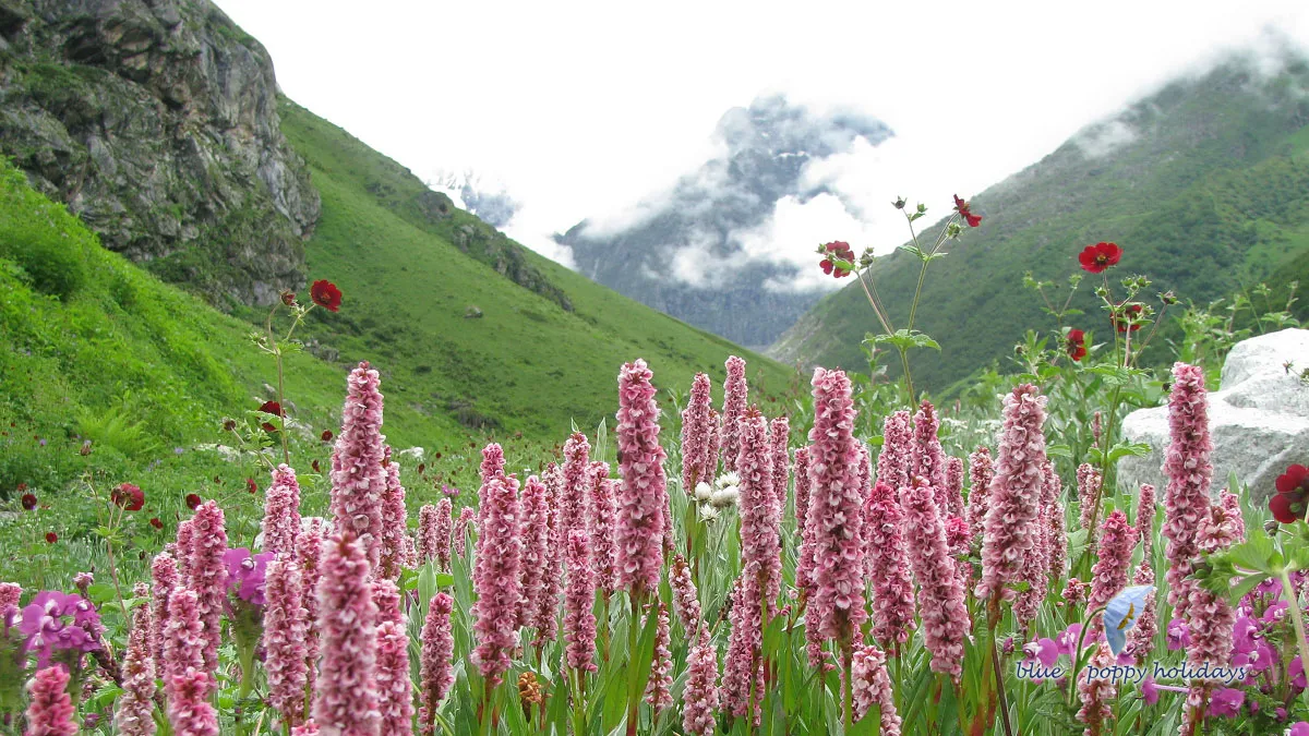 Things You Should Know Before Traveling to Valley of Flowers