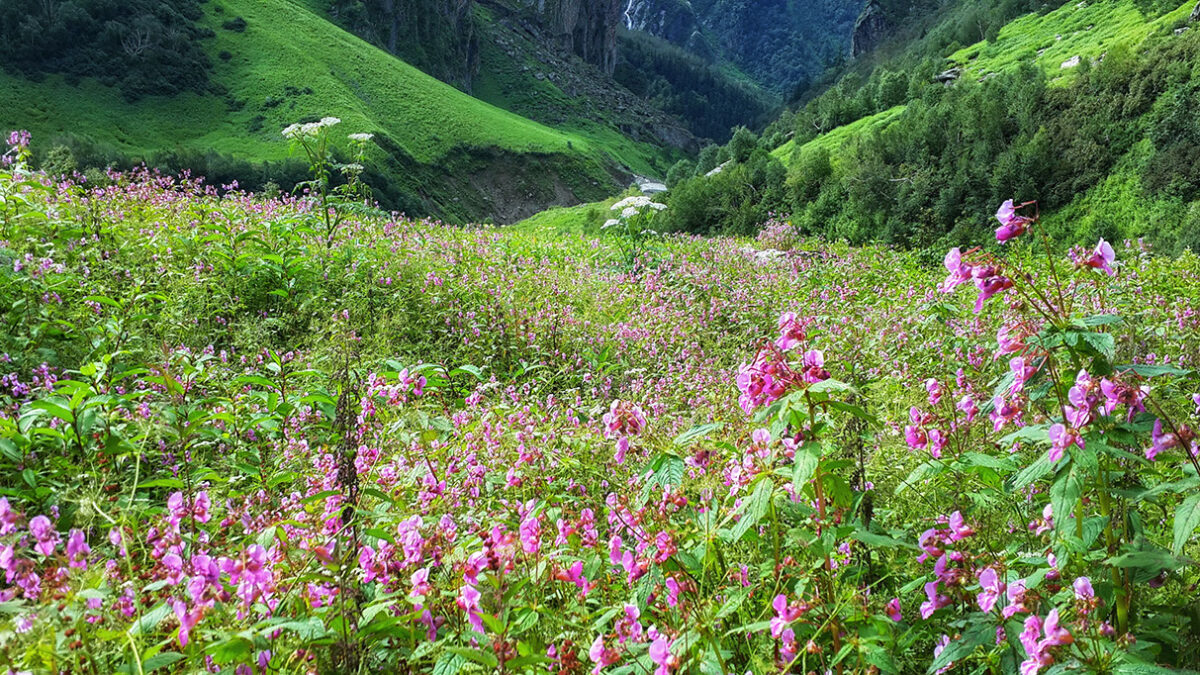 Best time to Visit Valley Of Flowers