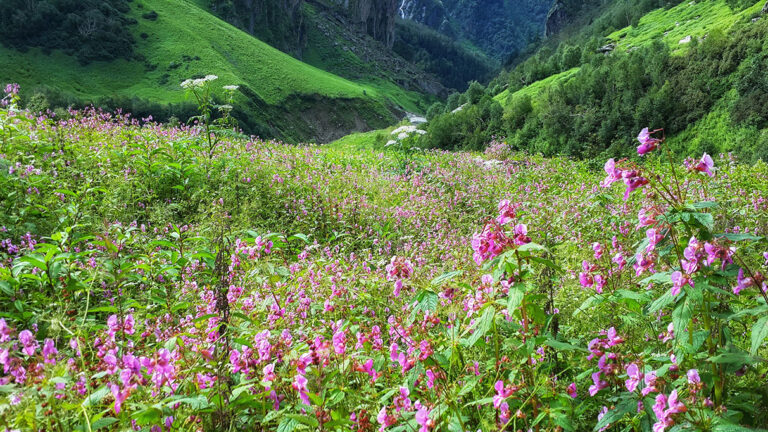 Best Time To Visit Valley Of flowers